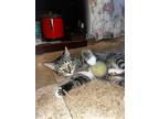 Adopt Jojo a Spotted Tabby/Leopard Spotted Egyptian Mau / Mixed (short coat) cat