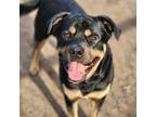Adopt MARCEL a Rottweiler, Mixed Breed