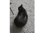 Adopt Midnight a Black (Mostly) Tabby / Mixed (medium coat) cat in District