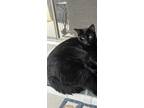 Adopt Spooky a All Black Bombay / Mixed (short coat) cat in Georgetown