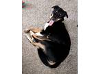 Adopt Tilly a Black - with Tan, Yellow or Fawn Australian Cattle Dog / Labrador
