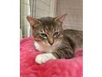 Adopt Spencer a Brown Tabby Domestic Shorthair (short coat) cat in McHenry