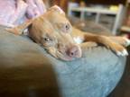 Adopt ZERO a Pit Bull Terrier