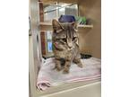 Adopt Pearce a Domestic Shorthair / Mixed cat in Lincoln, NE (41460938)