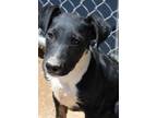 Adopt Button* a Black Whippet dog in Kingman, AZ (41462903)