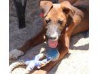 Adopt Benny* a Brown/Chocolate Whippet dog in Kingman, AZ (41462902)