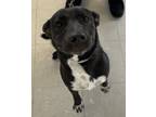 Adopt Luna a Black Labrador Retriever dog in Kingman, AZ (41462901)