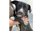 Adopt Dave a Black - with White Labrador Retriever / Mixed dog in Raytown