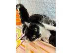 Adopt Juniper a Black & White or Tuxedo Domestic Shorthair (short coat) cat in