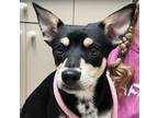 Adopt Kiwi a Miniature Pinscher / Shiba Inu / Mixed dog in Sioux City