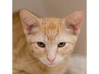 Adopt Cheddar a Domestic Shorthair / Mixed cat in Houston, TX (41462894)