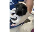 Adopt Rico a Guinea Pig small animal in Houston, TX (41462891)