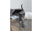 Adopt Raphael a Gray or Blue Domestic Shorthair (short coat) cat in Escondido