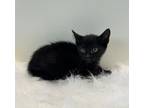 Adopt Jasmine a Domestic Shorthair / Mixed cat in LAFAYETTE, LA (41462863)