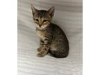 Adopt Sheen a Domestic Shorthair / Mixed cat in LAFAYETTE, LA (41462860)