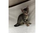 Adopt Carl a Domestic Shorthair / Mixed cat in LAFAYETTE, LA (41462859)