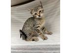 Adopt Bolbi a Domestic Shorthair / Mixed cat in LAFAYETTE, LA (41462858)
