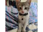 Adopt Pepper a Black & White or Tuxedo Tabby / Mixed (short coat) cat in