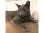 Adopt Gary a Gray or Blue Domestic Shorthair (short coat) cat in Toronto