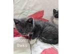 Adopt Storm a Gray or Blue (Mostly) Domestic Shorthair (short coat) cat in