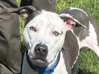 Adopt Apollo a White Mixed Breed (Medium) / Mixed dog in Georgetown