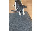 Adopt Corria a Black Labrador Retriever / Mixed dog in Atlanta, GA (41463023)