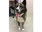 Adopt Jedi a Black Alaskan Malamute / Mixed dog in Valley View, OH (41461610)