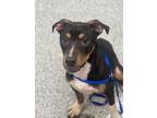 Adopt Butters a Black American Pit Bull Terrier / Shepherd (Unknown Type) /