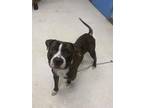 Adopt Pablo a Brindle American Pit Bull Terrier / Mixed Breed (Medium) / Mixed