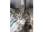 Adopt Blueberry a Domestic Short Hair