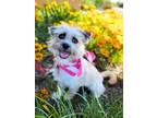 Adopt Pookie Bear a Tan/Yellow/Fawn - with White Terrier (Unknown Type