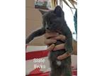 Adopt Slate a Gray or Blue Russian Blue (short coat) cat in Springfield