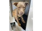 Adopt Trouble a Border Collie, Pit Bull Terrier
