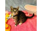 Adopt Argyle a Domestic Short Hair