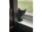 Adopt Sushi & Sashimi a All Black Domestic Shorthair (short coat) cat in Ocean