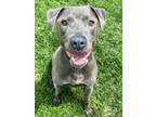 Adopt Cherokee a Pit Bull Terrier, Mixed Breed