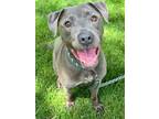 Adopt Cherokee a Pit Bull Terrier, Mixed Breed