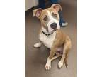 Adopt Barney a Terrier, Mixed Breed