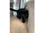 Adopt Moe a Domestic Short Hair