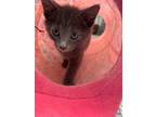 Adopt Curly a Domestic Short Hair