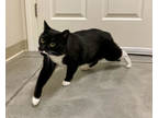 Adopt Salami a All Black Domestic Shorthair / Domestic Shorthair / Mixed cat in