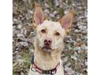 Adopt Emmy a Tan/Yellow/Fawn German Shepherd Dog / Mixed Breed (Medium) / Mixed