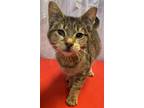 Adopt Reno a Brown or Chocolate Domestic Shorthair / Domestic Shorthair / Mixed