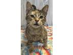 Adopt Starla a Brown or Chocolate Domestic Shorthair / Domestic Shorthair /