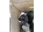 Adopt Clearwater a All Black Domestic Shorthair / Domestic Shorthair / Mixed cat