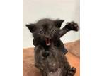 Adopt Sky a All Black Domestic Shorthair / Domestic Shorthair / Mixed cat in