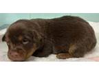 Adopt Princess a Brown/Chocolate Labrador Retriever / Treeing Walker Coonhound /