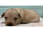 Adopt Duke a Tan/Yellow/Fawn Labrador Retriever / Treeing Walker Coonhound /