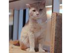 Adopt Blondie a Tan or Fawn Domestic Shorthair / Domestic Shorthair / Mixed cat