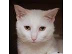 Adopt Bluegrass a White Domestic Shorthair / Domestic Shorthair / Mixed cat in